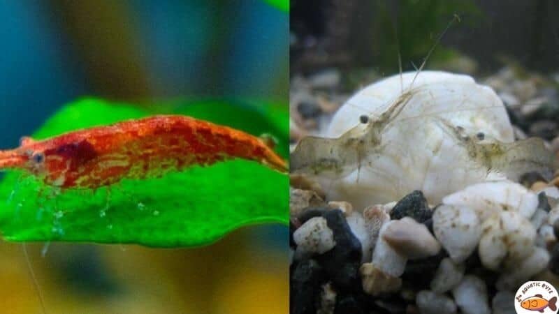 Can Cherry Shrimp And Ghost Shrimp Coexist Peacefully? - Aquatic Byte