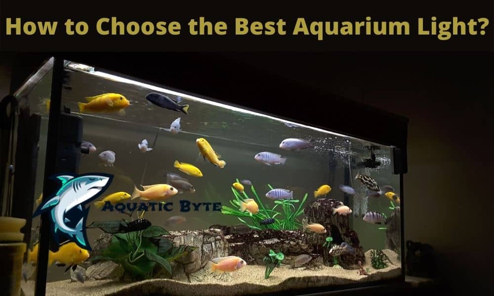 How to Choose the Best Aquarium Light