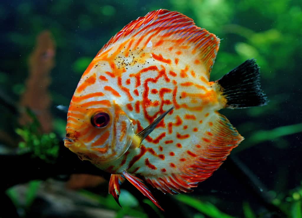 Lucky Discus Fish