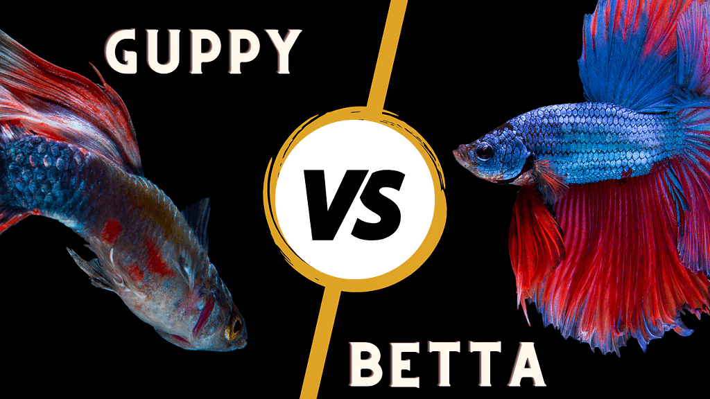 Guppy vs. Betta