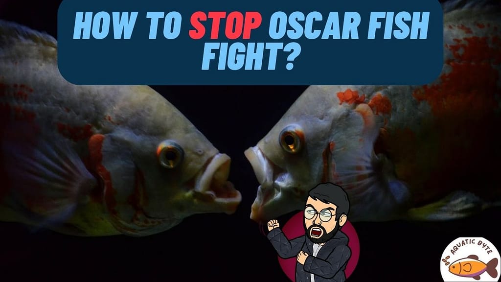 Oscar Fish Fight