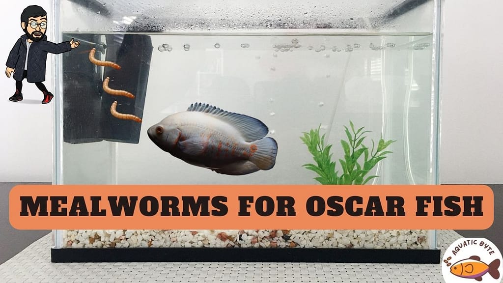 Mealworms for oscar fish