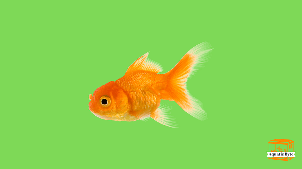 What Do Wild Goldfish Eat