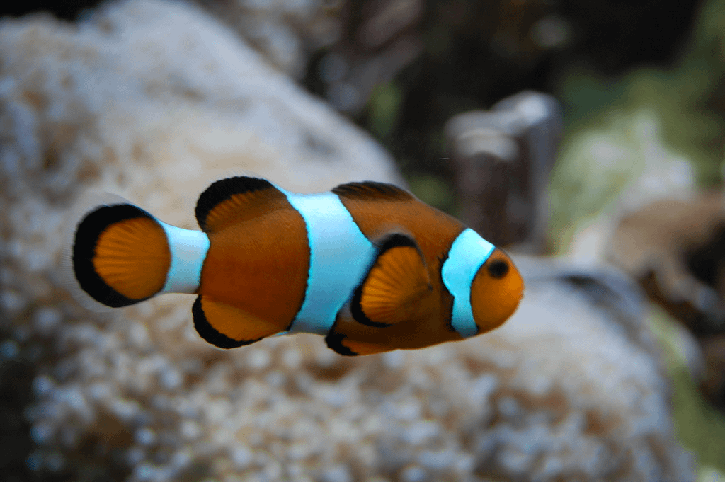 Misbar Clownfish vs Clownfish
