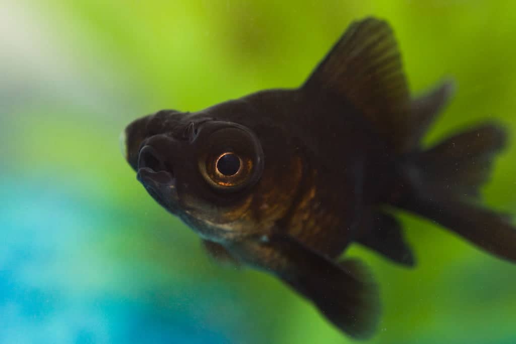 Lucky Black Moor Goldfish 