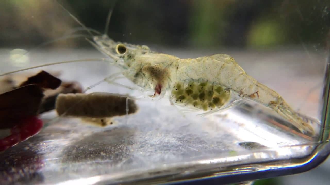 What does a pregnant ghost shrimp look like?