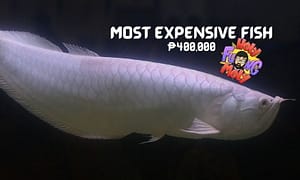 Most Expensive Fish