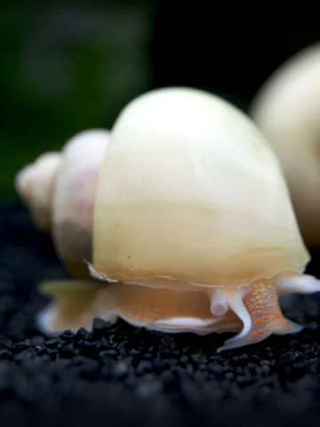 10 Tank Mates Suitable with Ivory mystery snails