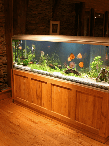 9 Celebrities With their Fish Tank