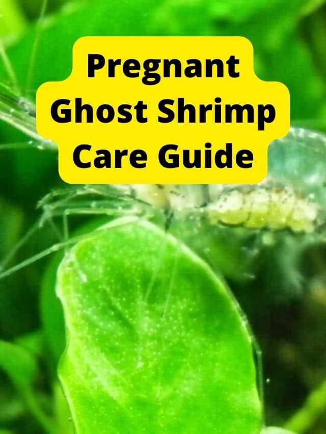 How to Provide Better Care to Pregnant Ghost Shrimp?