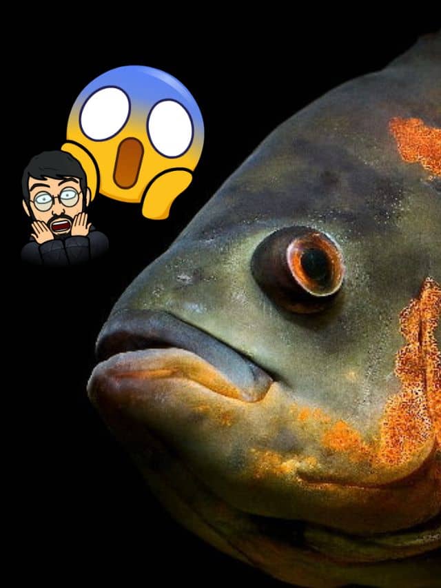 Scared Oscar Fish