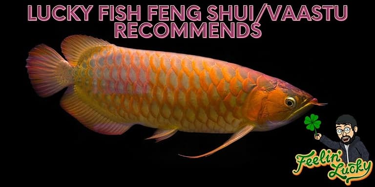 7 Lucky Fish Feng Shui/Vaastu Recommends For Your Home Aquarium