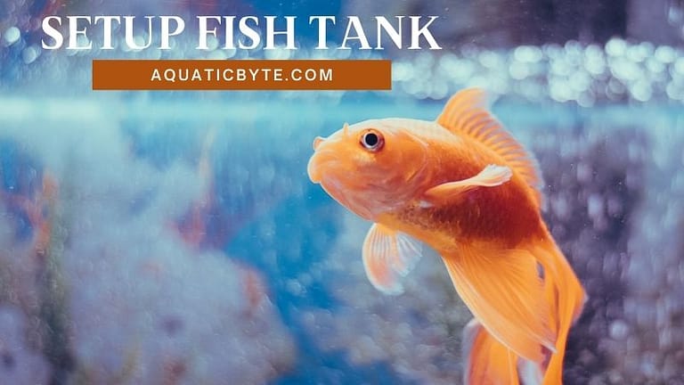 A Beginner’s Guide to Setting Up a Fish Tank [2021]