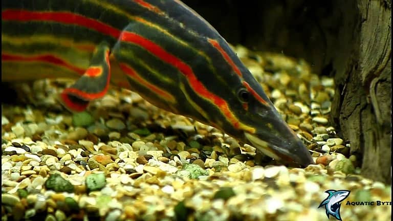5 Snake-like Fishes That Will Amaze You With Their Beauty [2022]