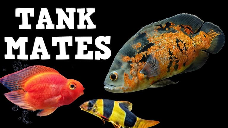 15 Oscar Tank Mates Suitable for Your Fish Tank