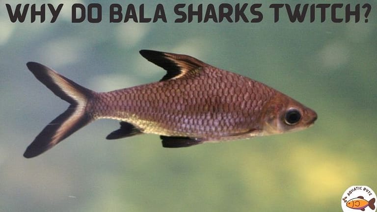 Why Do Bala Sharks Twitch? Is This Normal?