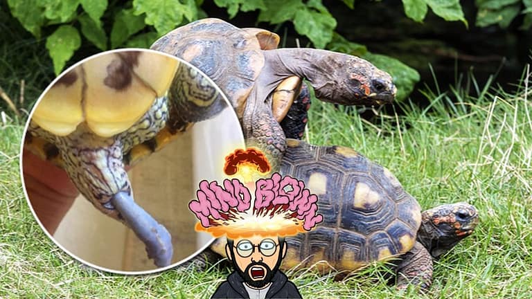 Turtle Penis: Why It Gets (Too) Big?