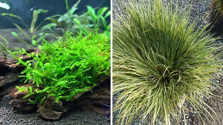 Ranking 15 (Best and Worst) Plants For New Aquarium