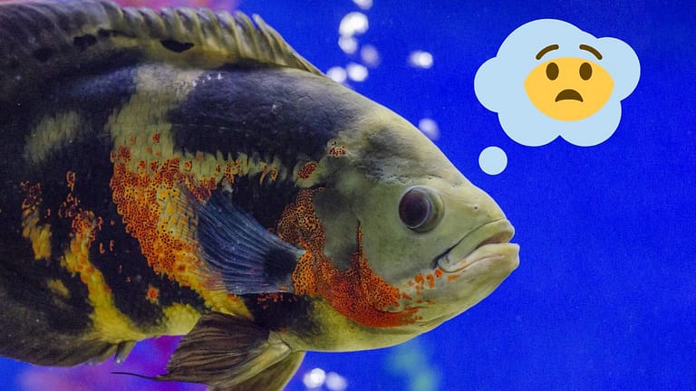 10 Aggressive Fish Species That Scares Oscar Cichlids