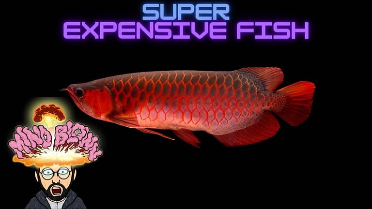 10 Super Expensive Fish for your Home Aquarium