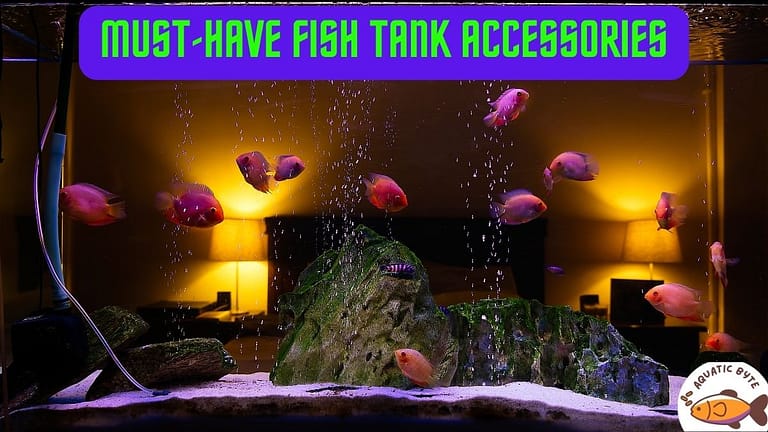 10 Must Have Fish Tank Accessories [2022]