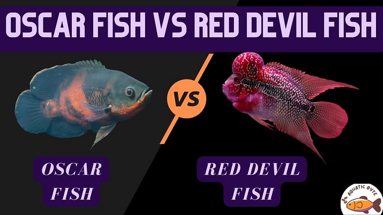 Oscar Fish vs Red Devil Fish: Find the Most Suitable Pet Fish?
