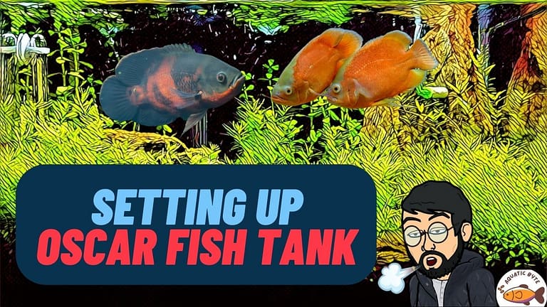 How to Set Up Oscar Fish Tank? [2022]