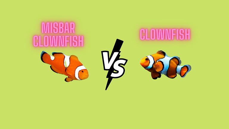 Misbar Clownfish vs Clownfish: Major Difference [2022]