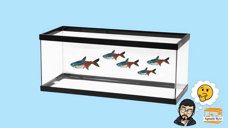 How Many Neon Tetras [Recommended] In A 20-Gallon Tank?