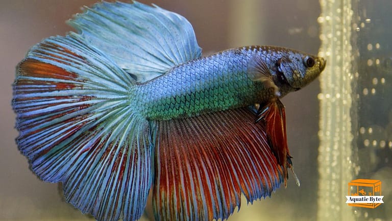 How Long Can a Betta Fish Live Without a Filter?