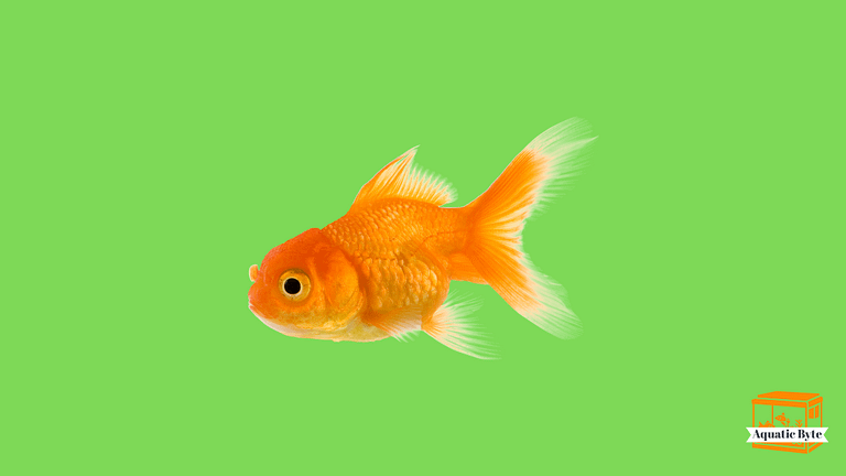 What Do Wild Goldfish Eat? 11 Ideal Foods