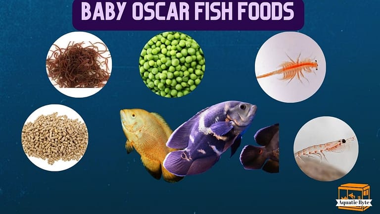 What Should You Feed Baby Oscar Fish?