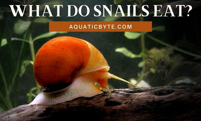 What do Snails Eat (Based on their Natural Environment)?