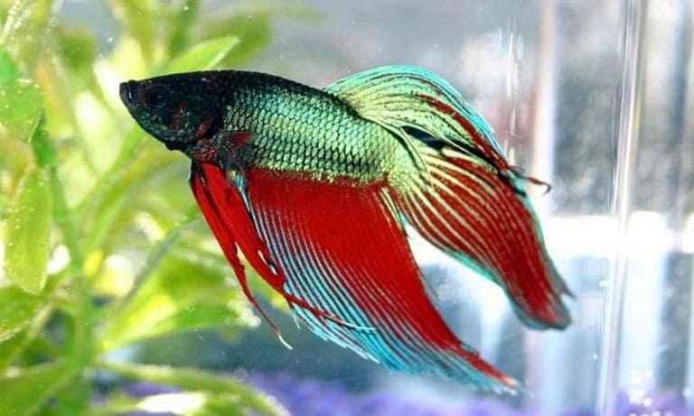 6 Easy-to-Handle Tropical Fish for Beginners