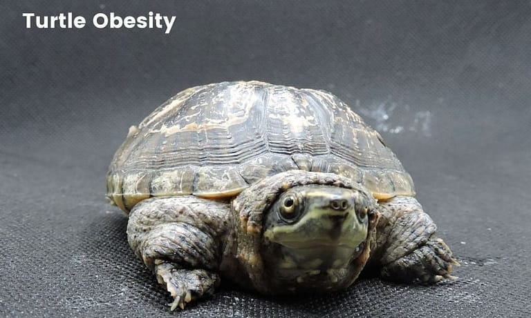Can Pet Turtles Get Obese? How to Prevent It?