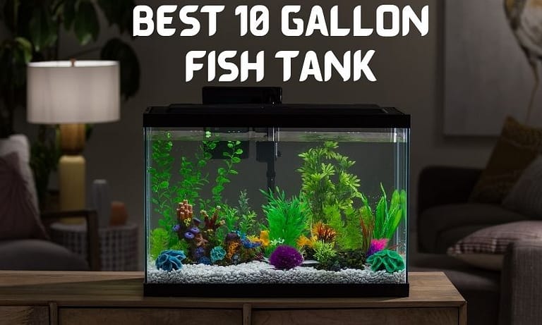 Best 10 Gallon Fish Tank For Beginners [2022]