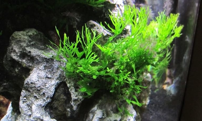 8 Low Light Aquarium Plants That Require Minimal Maintenance