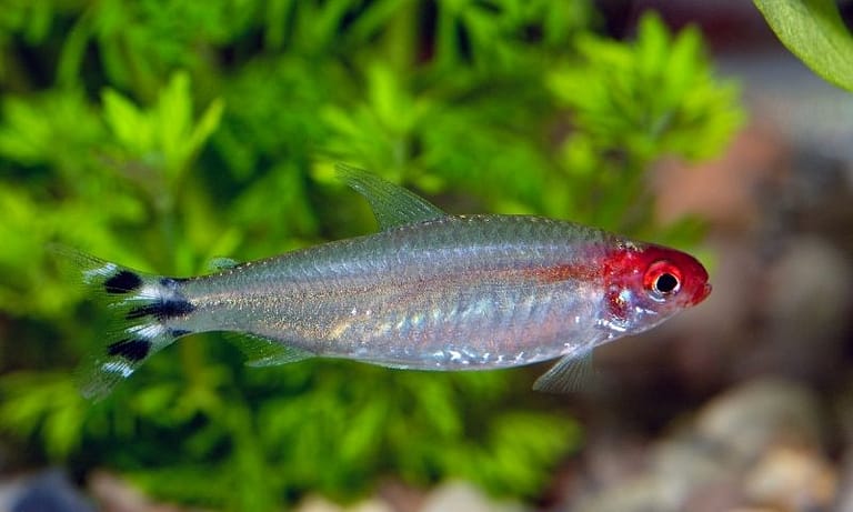 5 Nutritious Foods You Should Feed Baby Tetras
