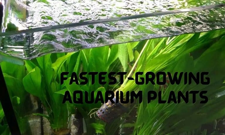15+ Fastest Growing Aquarium Plants For Your Fish Tank