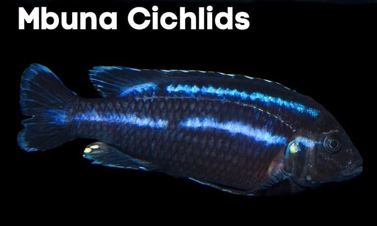How to Manage Mbuna Cichlids in a Fish Tank?