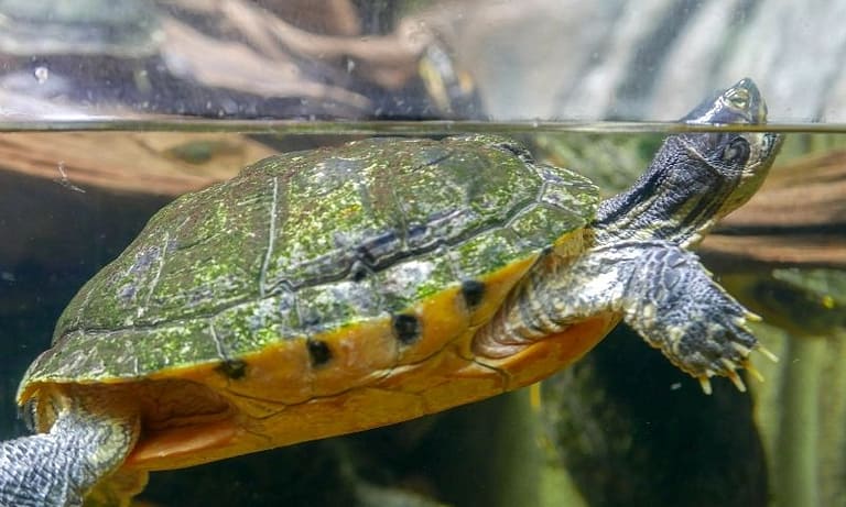 5 Budget-friendly Internal Filters Suitable for Turtle Tanks