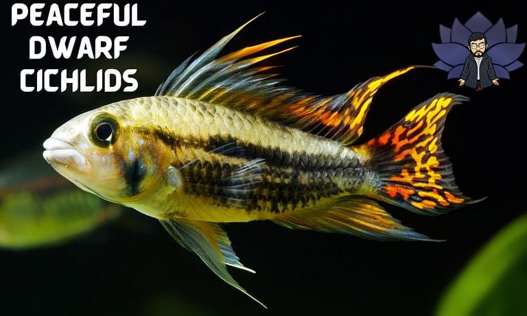 7 Peaceful Dwarf Cichlids Recommended For Your Fish Tank