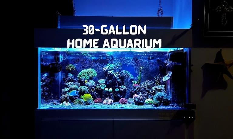 7 Best 30-Gallon Home Aquarium I Recommend