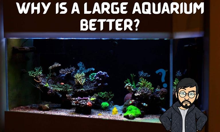 10 Reasons Why a Large Aquarium is Better?