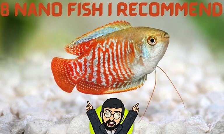 8 Best Nano Fish to Breed in Small Aquarium [2022]