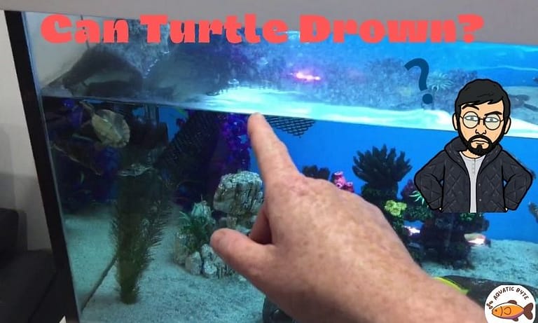 Can Pet Turtles Drown? How Can You Rescue Them?