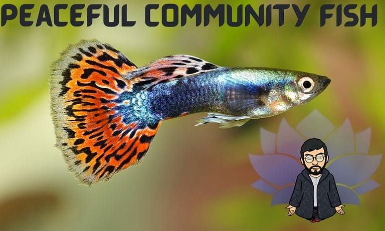 7 Peaceful Community Fish For Your Home Aquarium