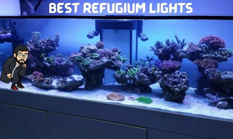 13 Best Refugium Lights to Buy in 2022