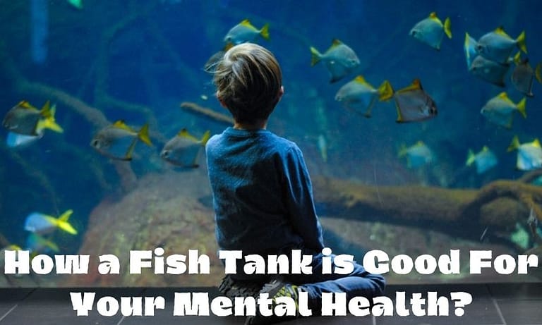 Aquarium Therapy: How a Fish Tank is Good For Your Mental Health?