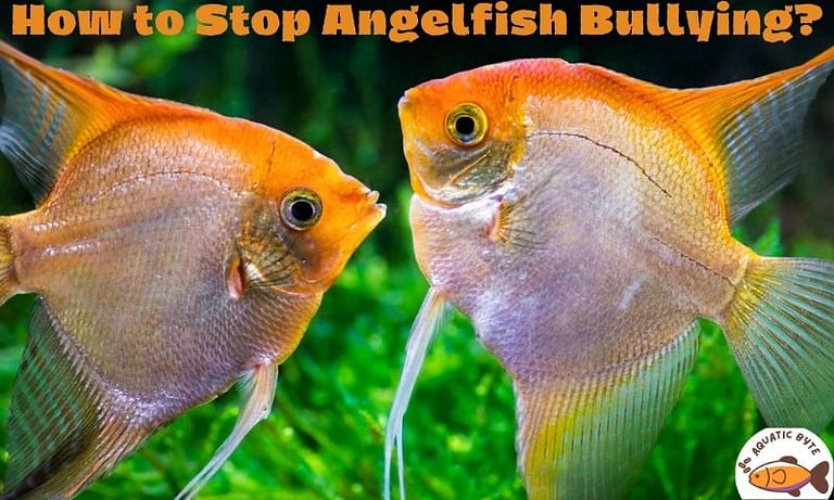Angelfish Bullying: What Can You Do to Prevent It?